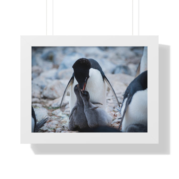 Feeding Time - Framed Print