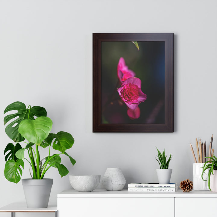Hybrid Tea Rose - Framed Print