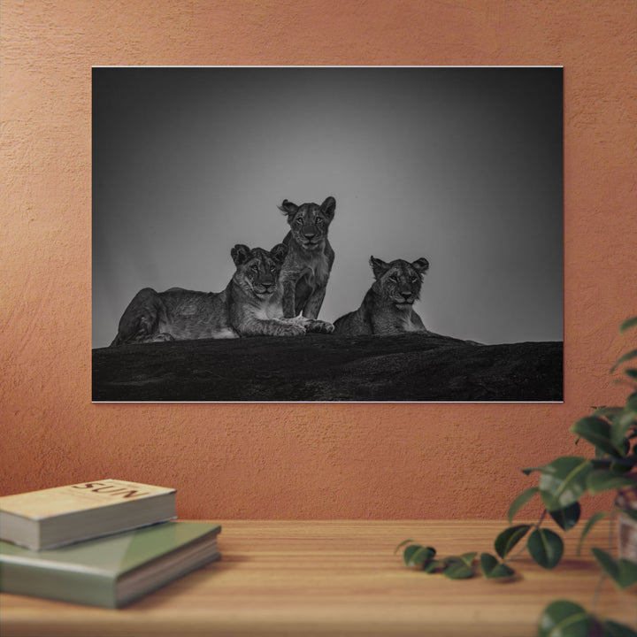 When the Light Fades Black and White | Aluminum Wall Art | Elemental Escape Collection