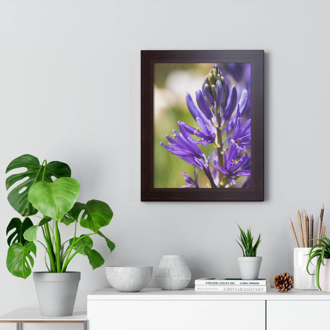 Camas in Bloom - Framed Print