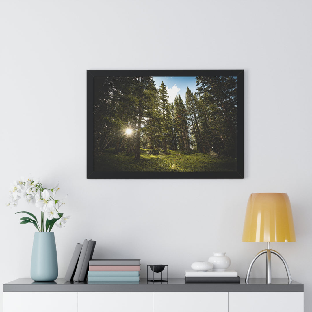 Forest Light - Framed Print