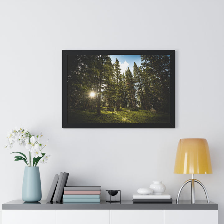 Forest Light - Framed Print