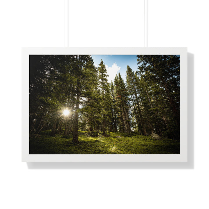 Forest Light - Framed Print