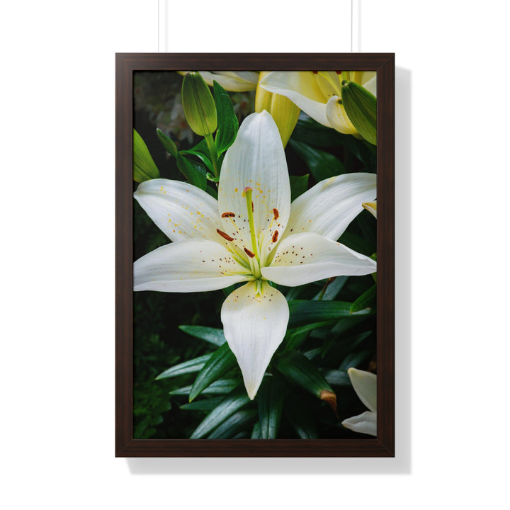White Lily - Framed Print