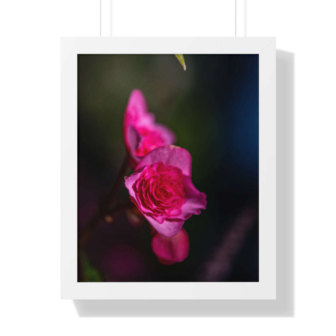 Hybrid Tea Rose - Framed Print