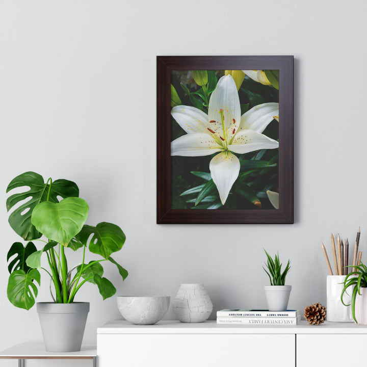 White Lily - Framed Print