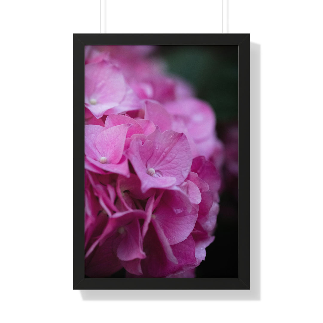 Pink Hydrangea Detail - Framed Print