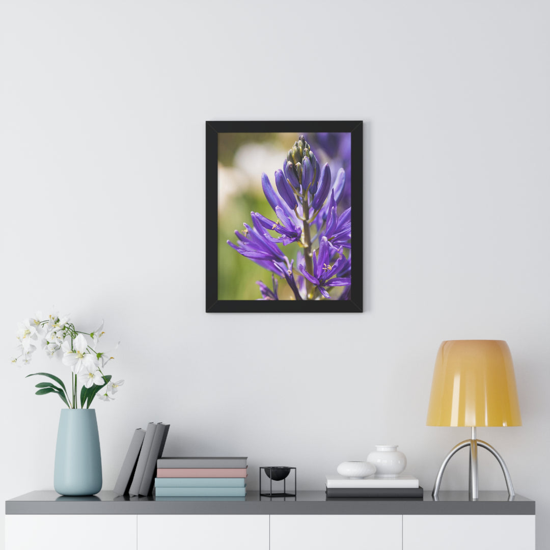 Camas in Bloom - Framed Print