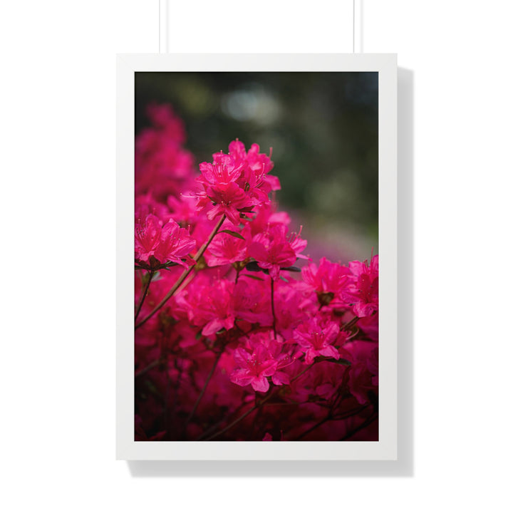 Full Bloom - Framed Print