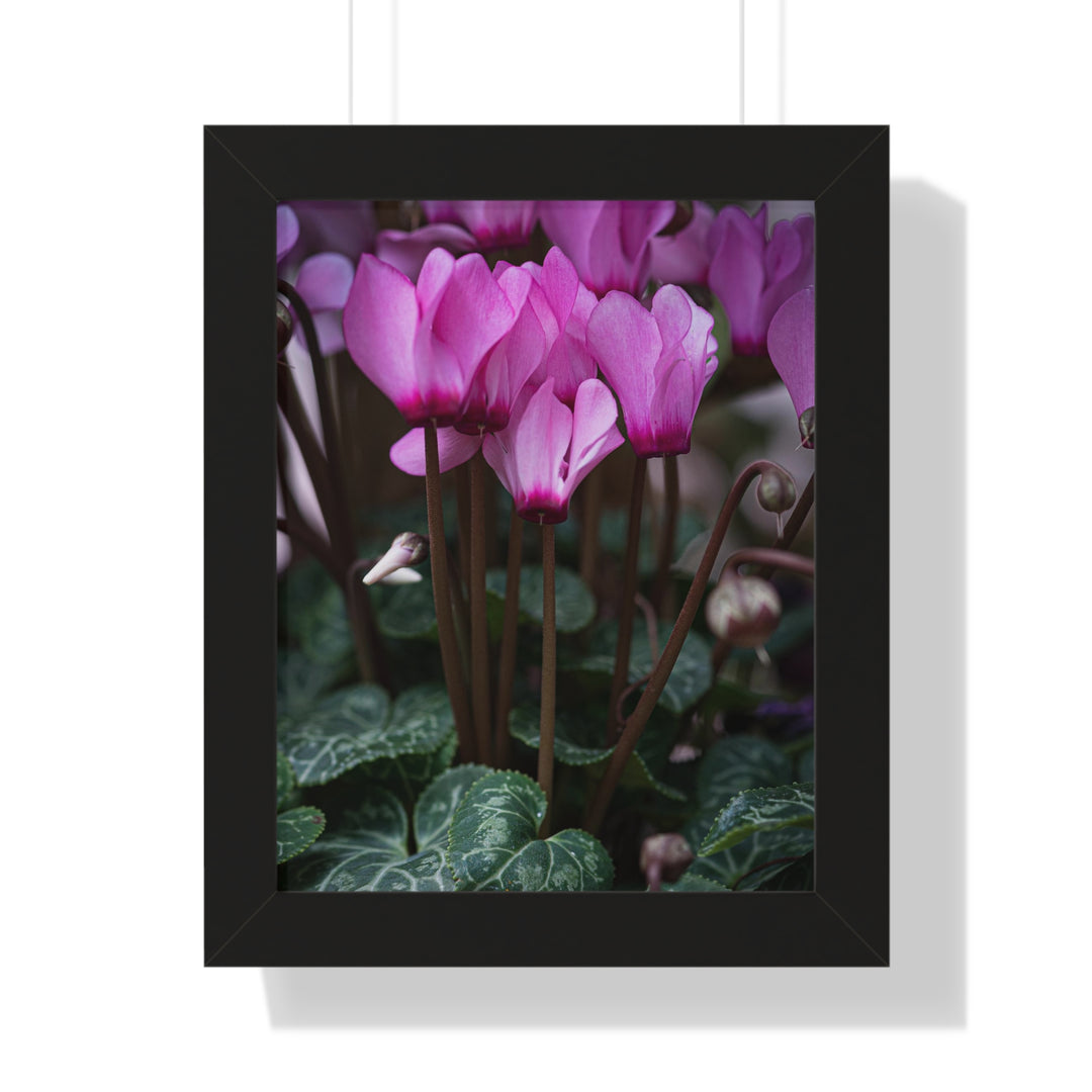 Cyclamen Reach - Framed Print