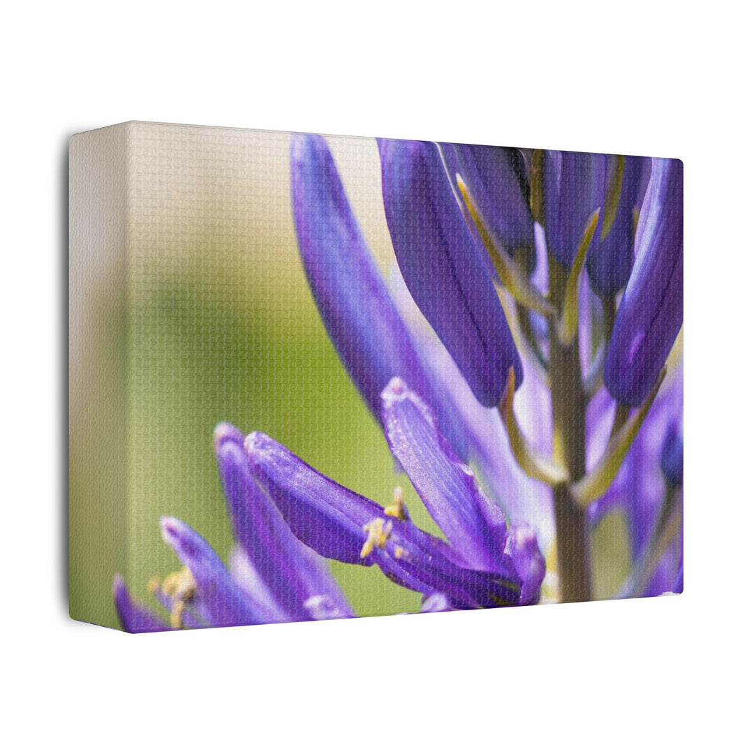 Camas in Bloom - Stretched Canvas Print, Floral Wall Art, Purple Flower Canvas, Home Decor, Nature Art for Living Room, Gift for Her, Botanical Print