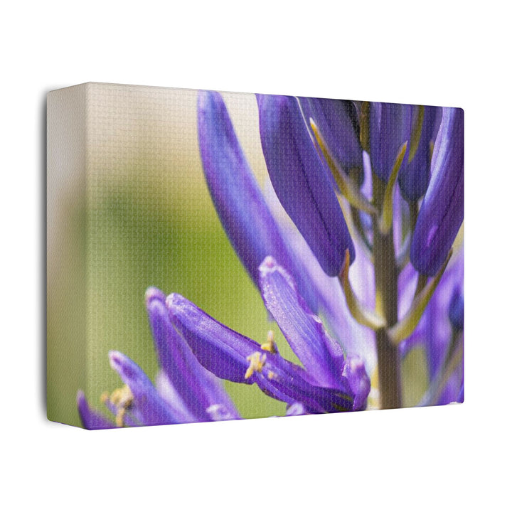 Camas in Bloom - Stretched Canvas Print, Floral Wall Art, Purple Flower Canvas, Home Decor, Nature Art for Living Room, Gift for Her, Botanical Print