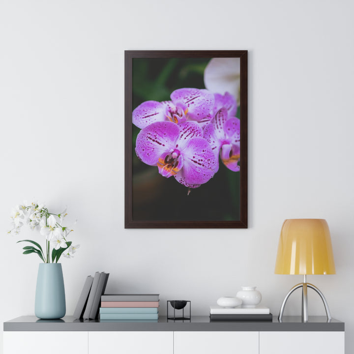Orchid in Pink - Framed Print
