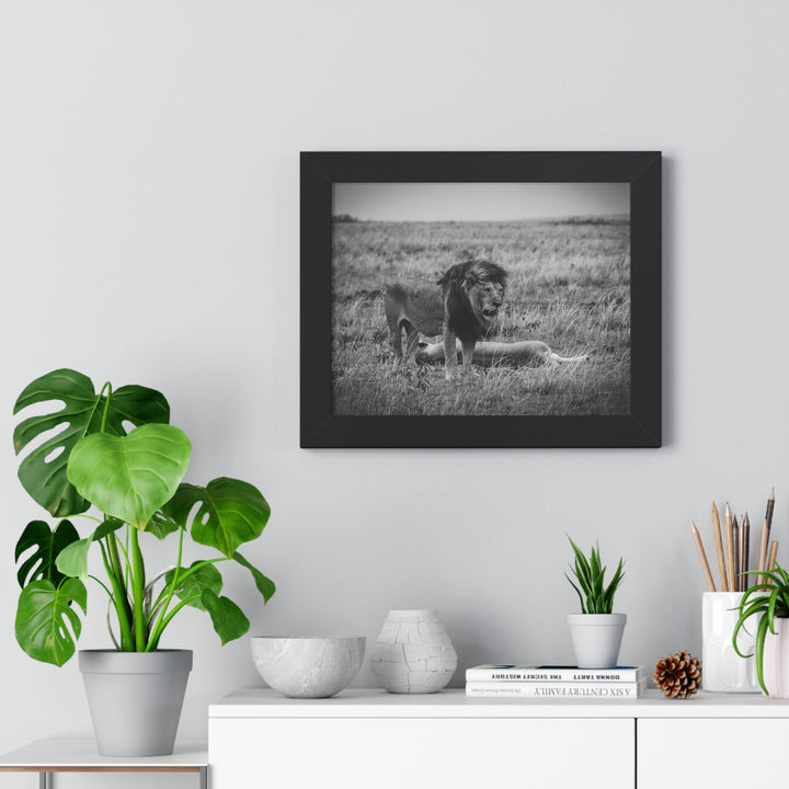 Mating Lions in Black and White - Framed Print