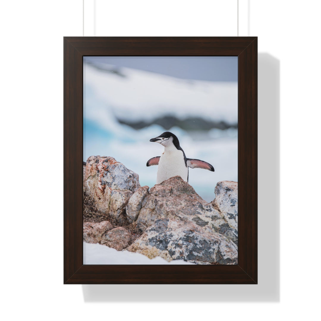 Stretched Penguin - Framed Print