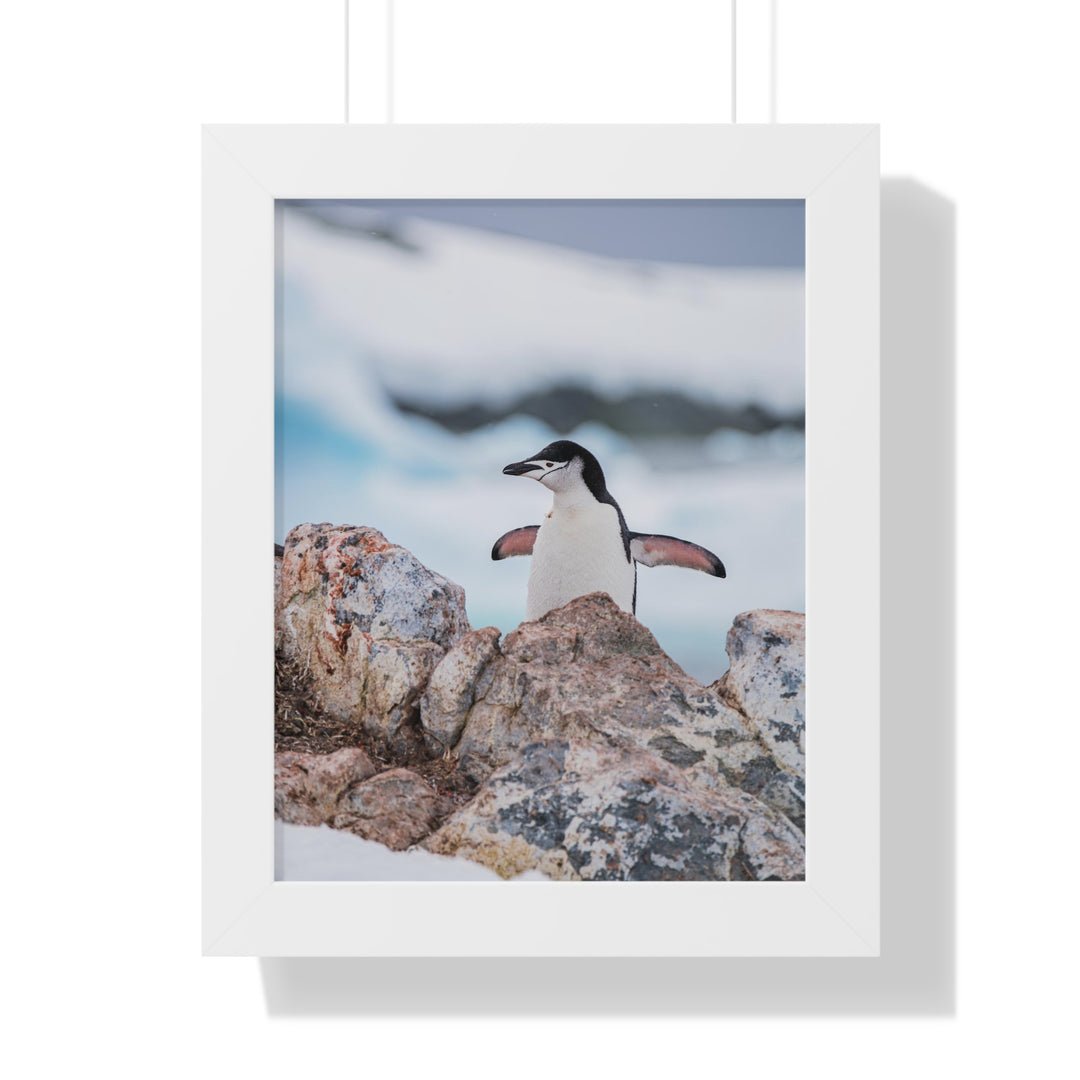 Stretched Penguin - Framed Print