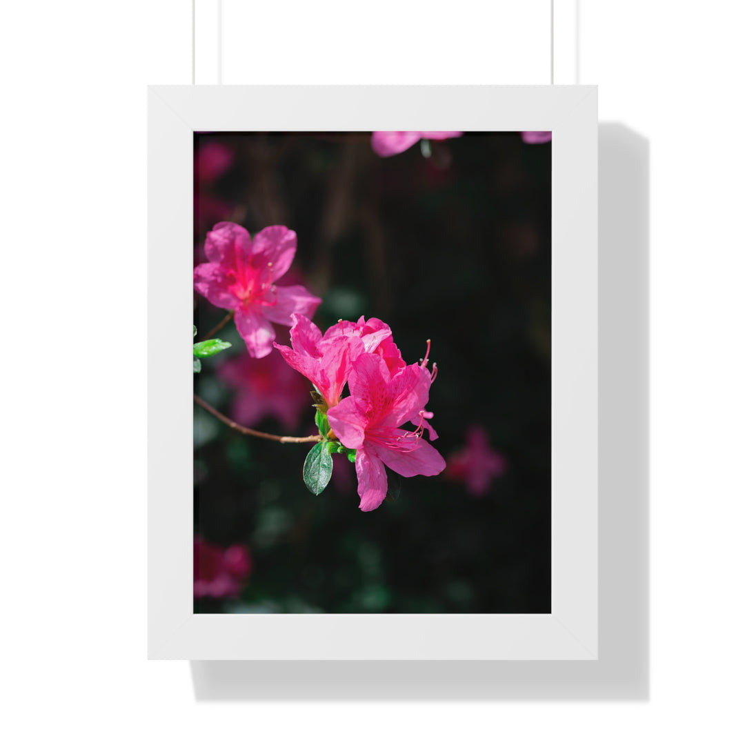 Standout Azalea - Framed Print