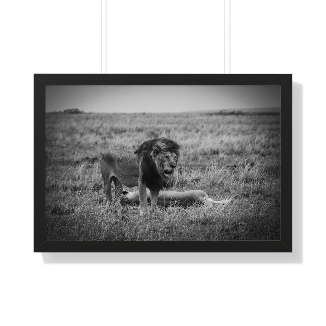 Mating Lions in Black and White - Framed Print