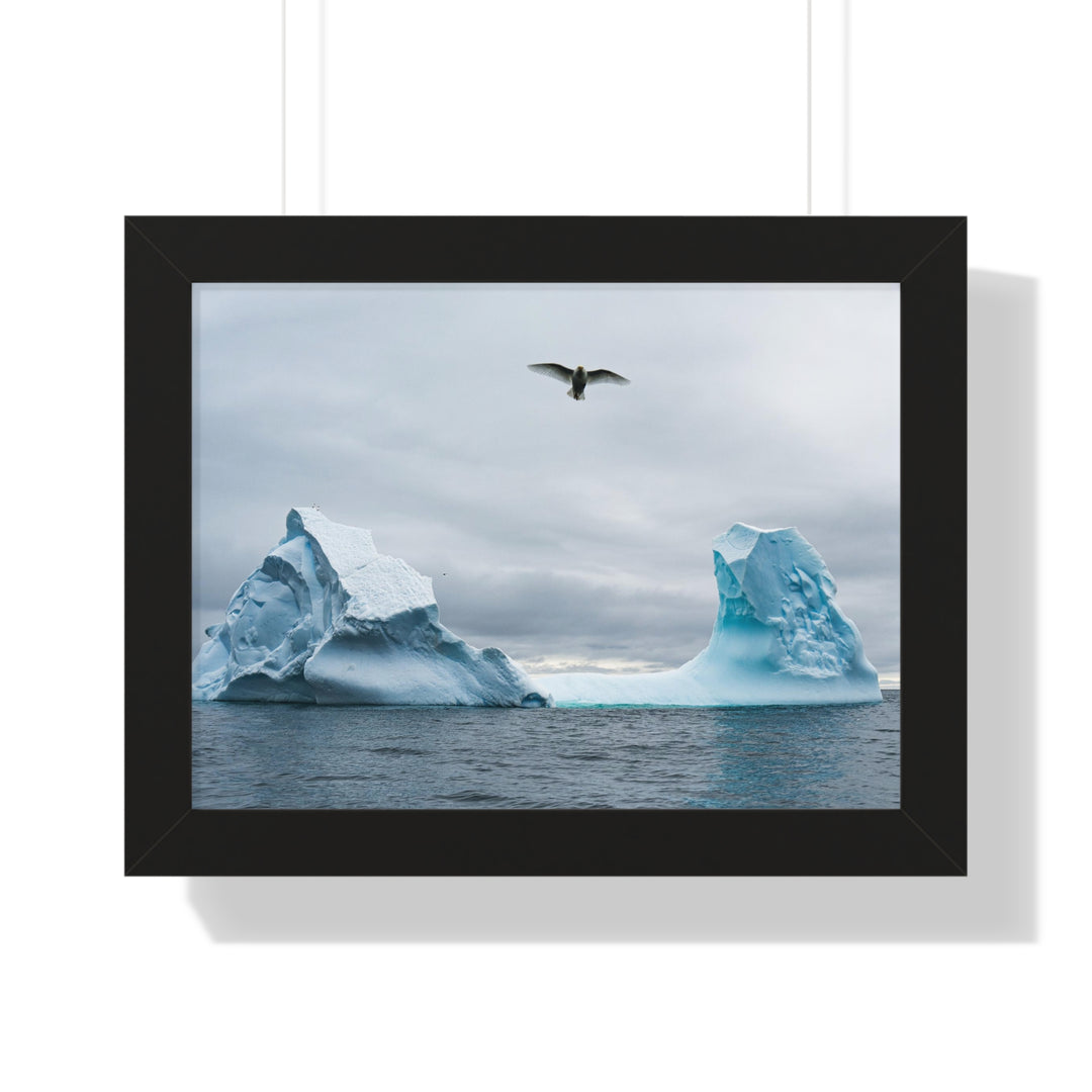 Antarctic Flight - Framed Print