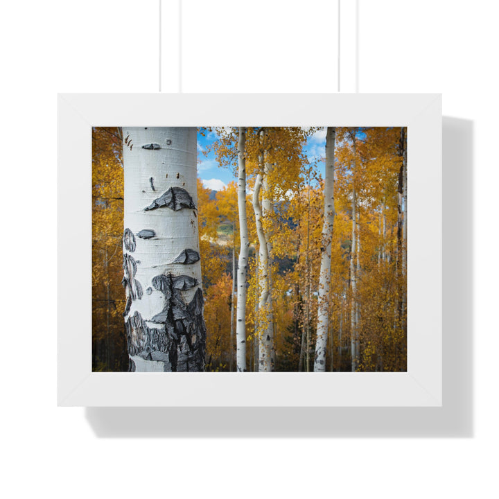 Aspens Changing - Framed Print