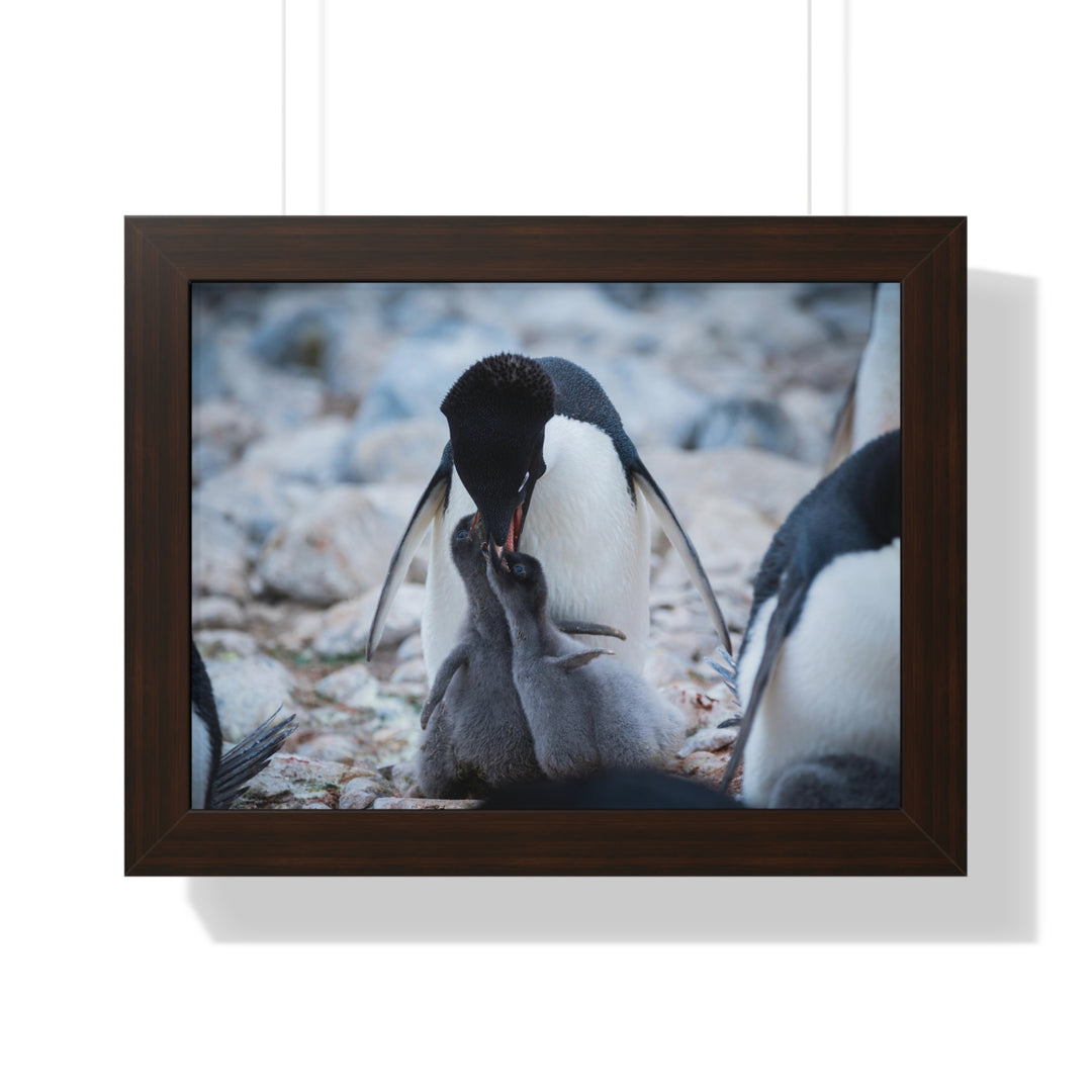 Feeding Time - Framed Print