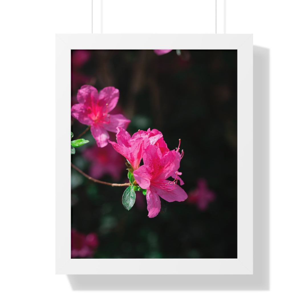 Standout Azalea - Framed Print