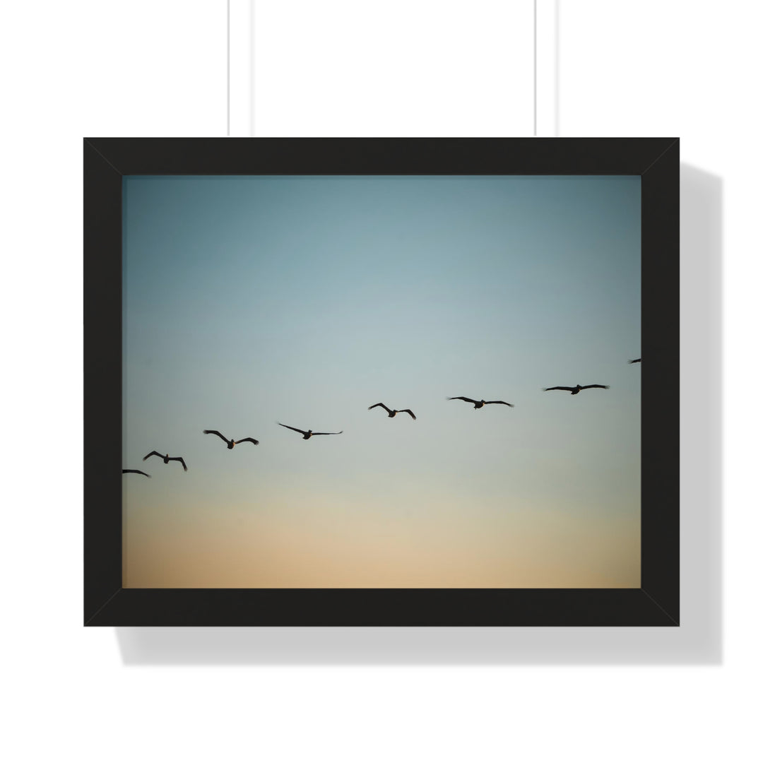 Brown Pelicans in Flight - Framed Print