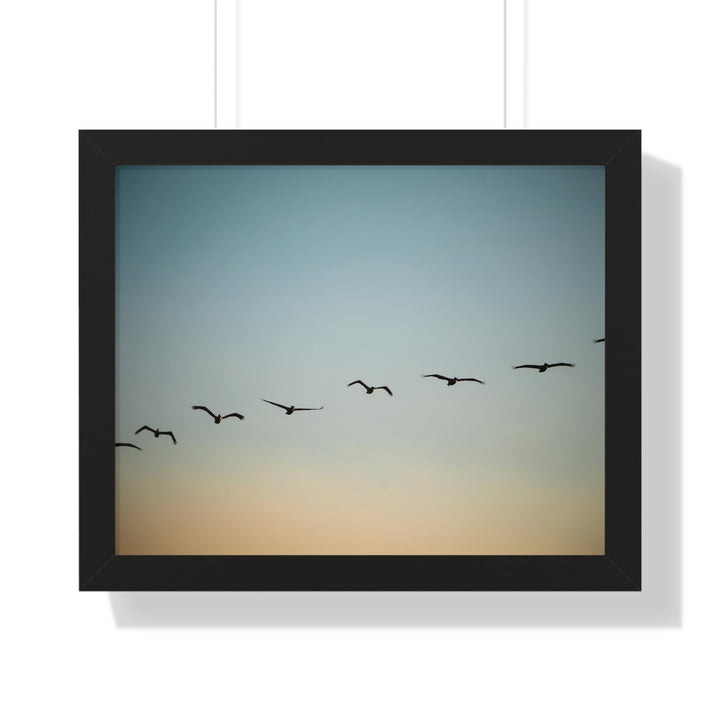 Brown Pelicans in Flight - Framed Print