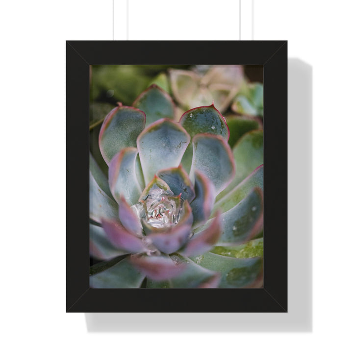 Stunning Succulent - Framed Print