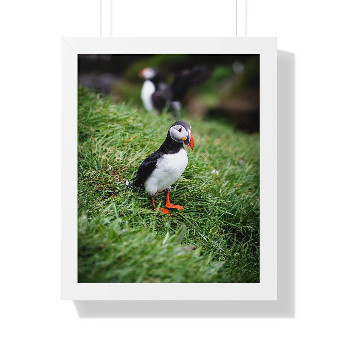Curious Look - Framed Print