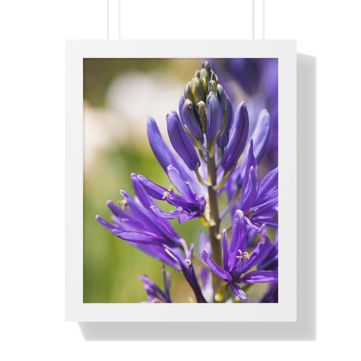 Camas in Bloom - Framed Print