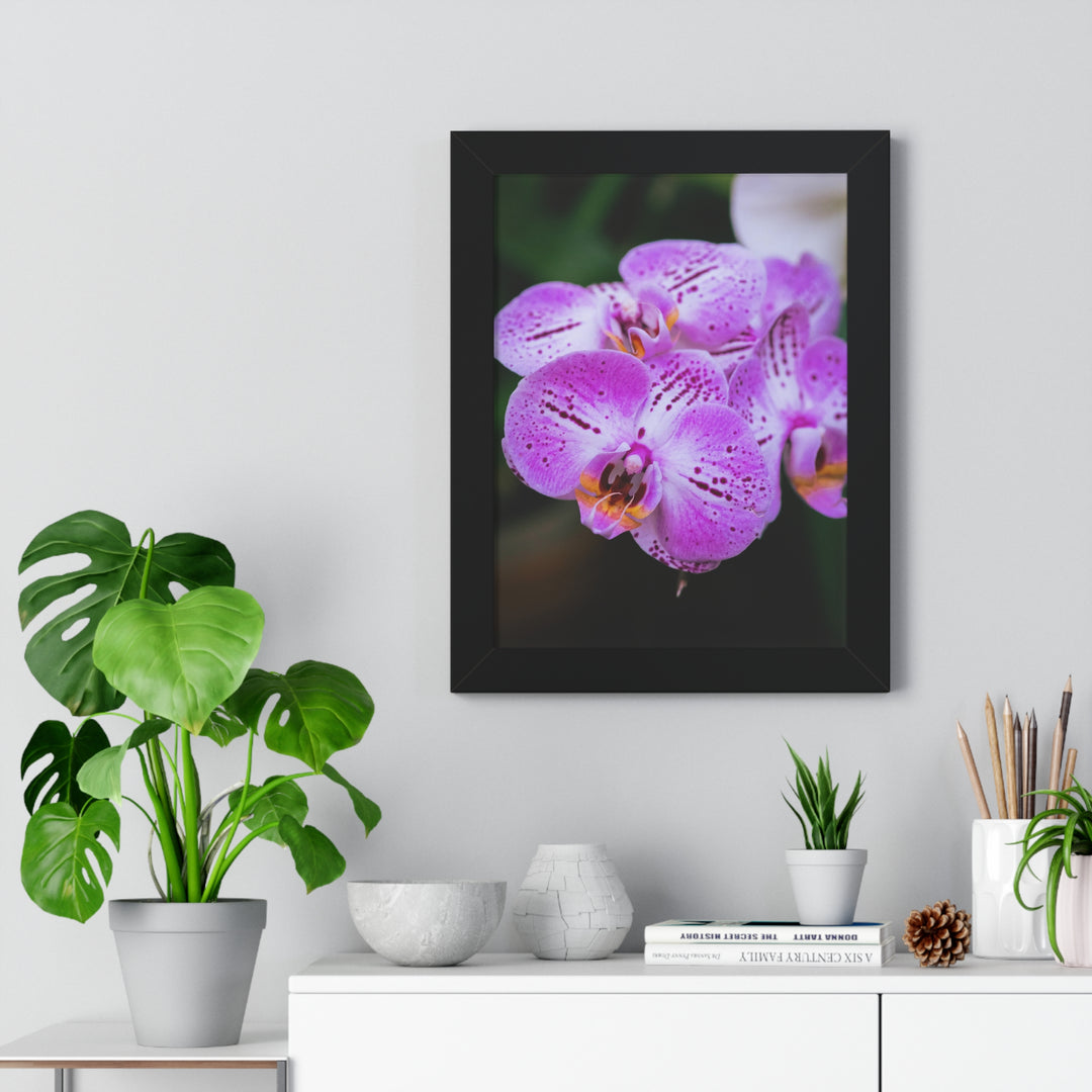 Orchid in Pink - Framed Print