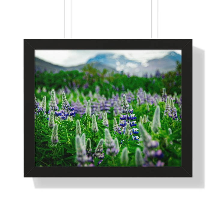 Glowing Lupin with Mountains - Framed Print