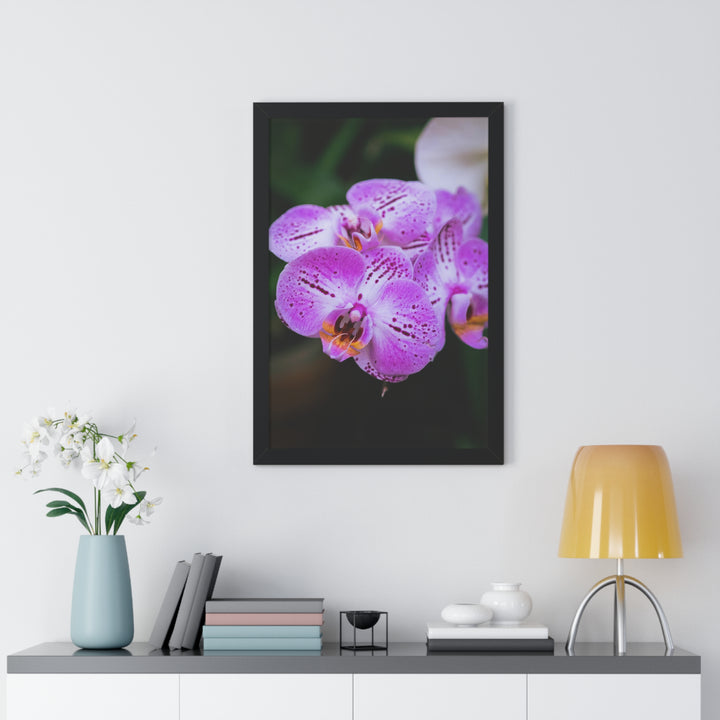 Orchid in Pink - Framed Print