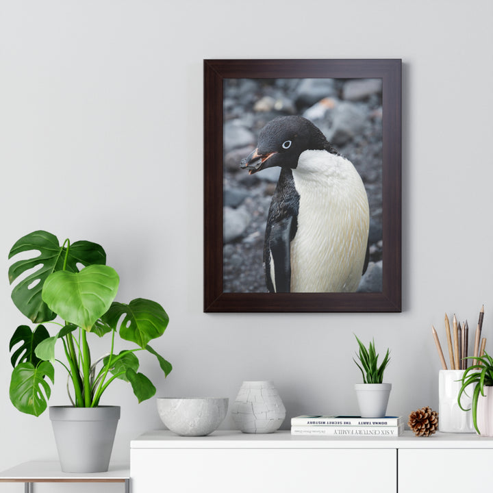 A Penguin's Pebble - Framed Print