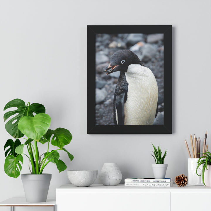 A Penguin's Pebble - Framed Print