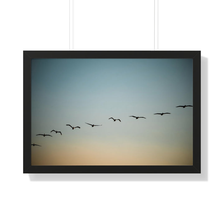 Brown Pelicans in Flight - Framed Print