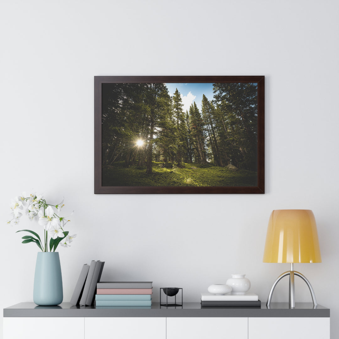Forest Light - Framed Print