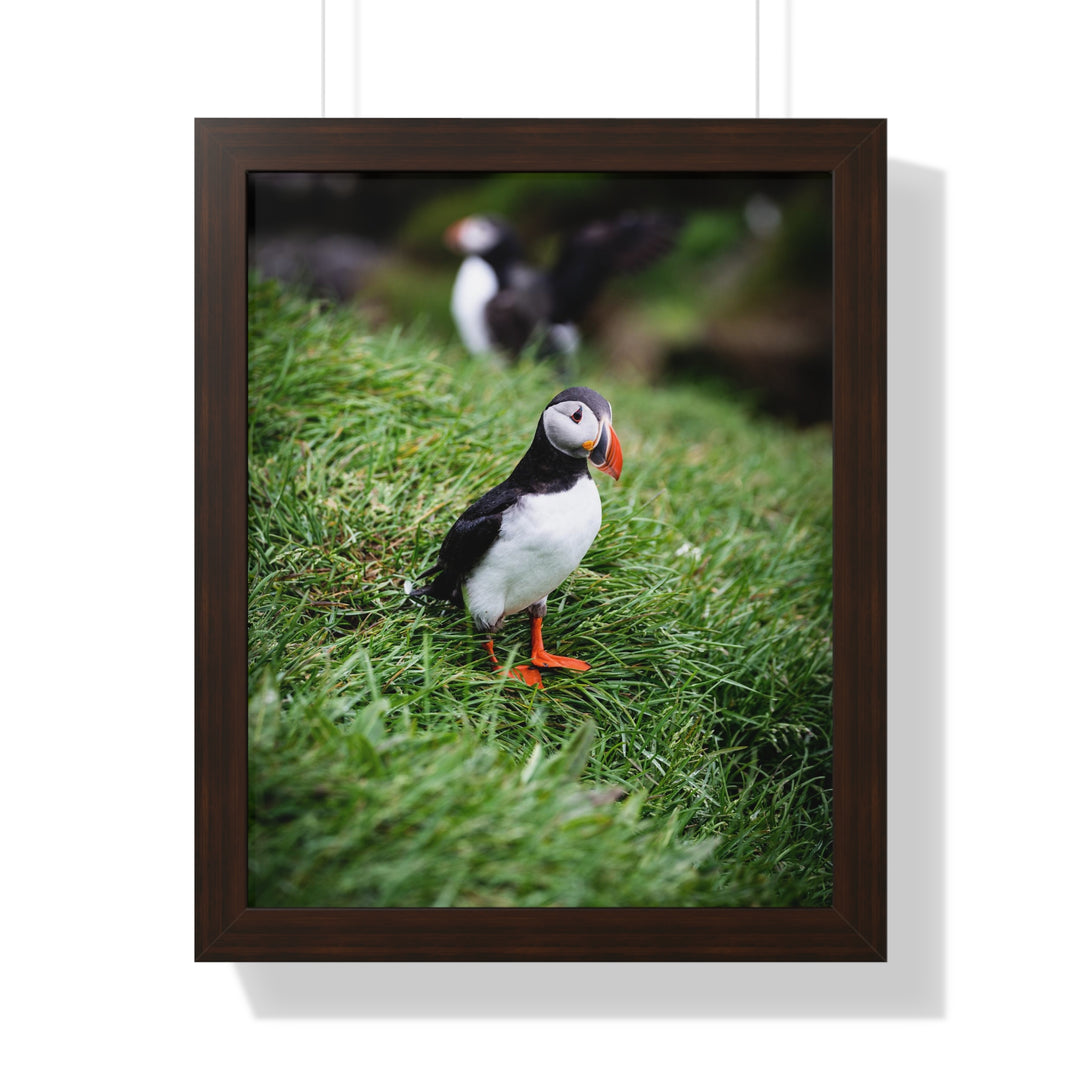 Curious Look - Framed Print