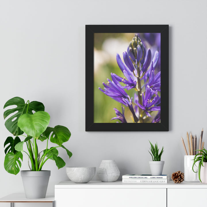 Camas in Bloom - Framed Print