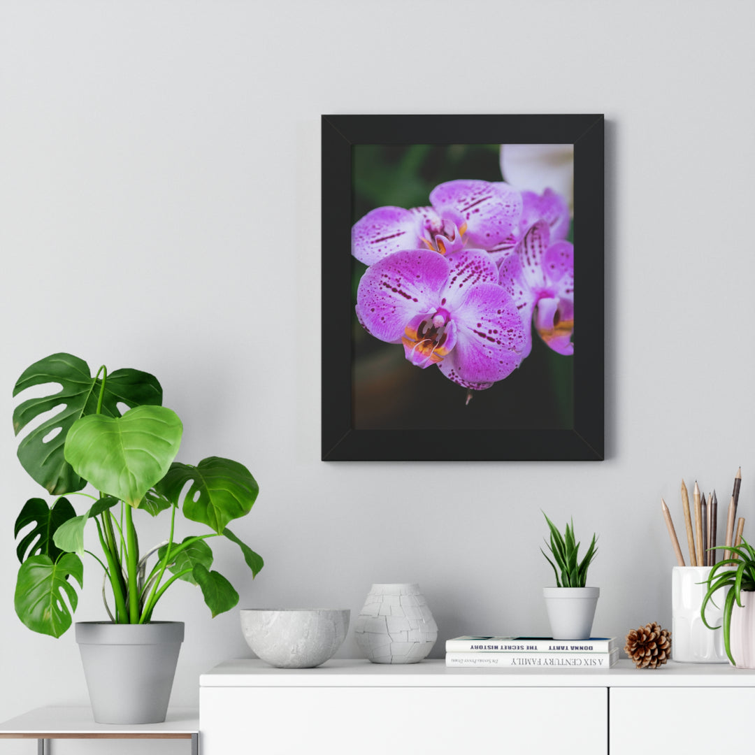 Orchid in Pink - Framed Print