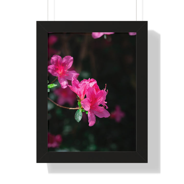 Standout Azalea - Framed Print