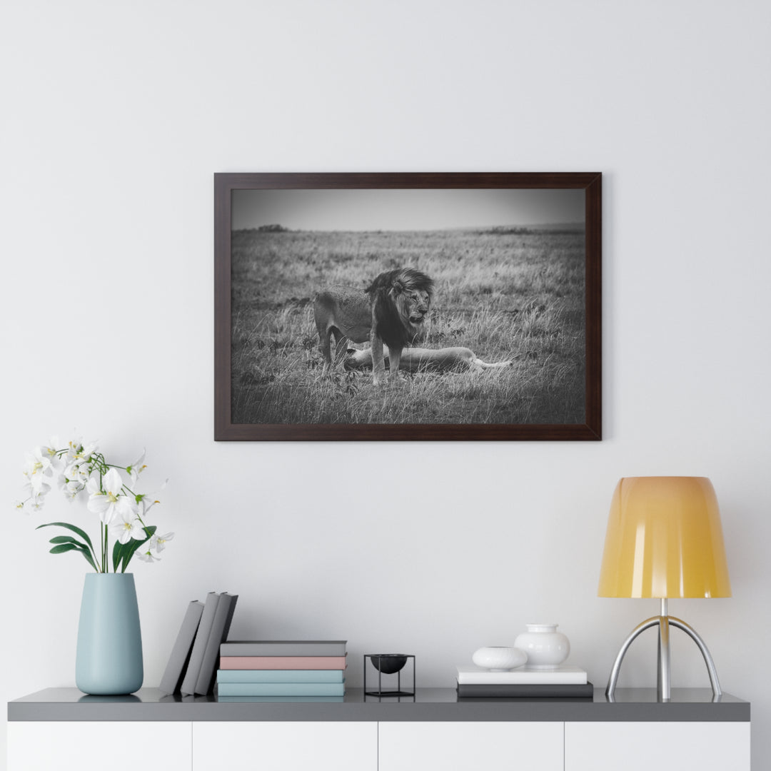 Mating Lions in Black and White - Framed Print