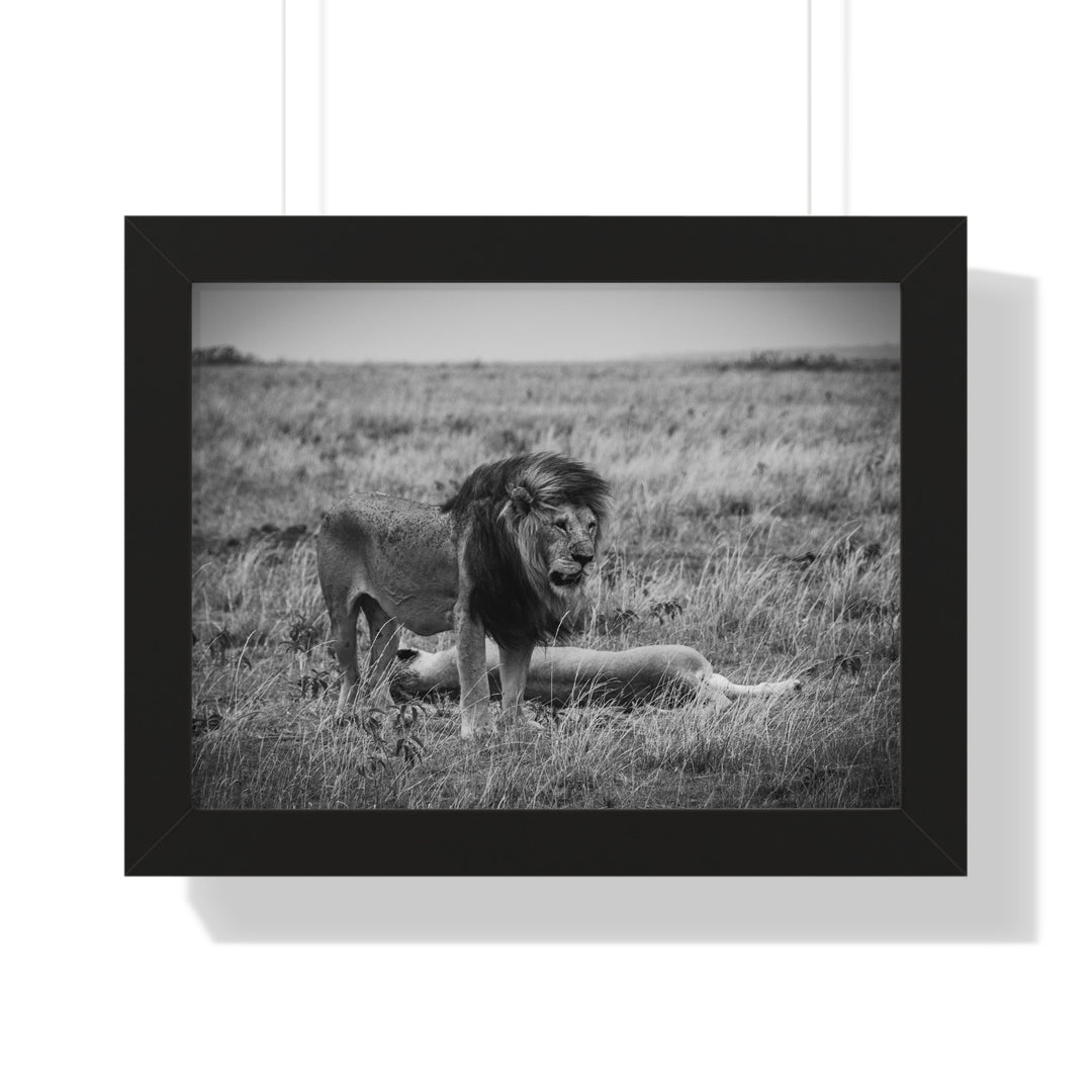 Mating Lions in Black and White - Framed Print