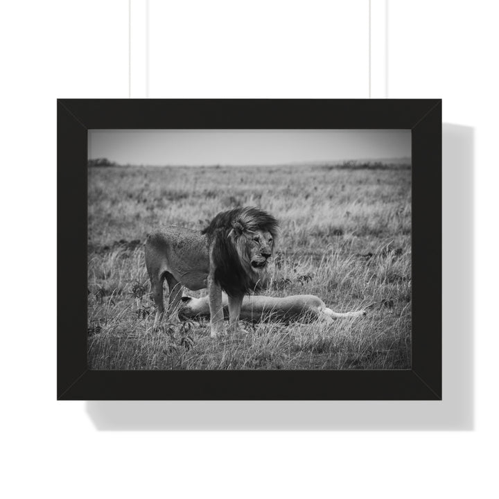 Mating Lions in Black and White - Framed Print