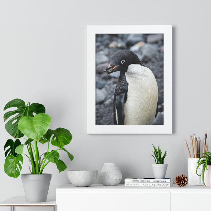 A Penguin's Pebble - Framed Print