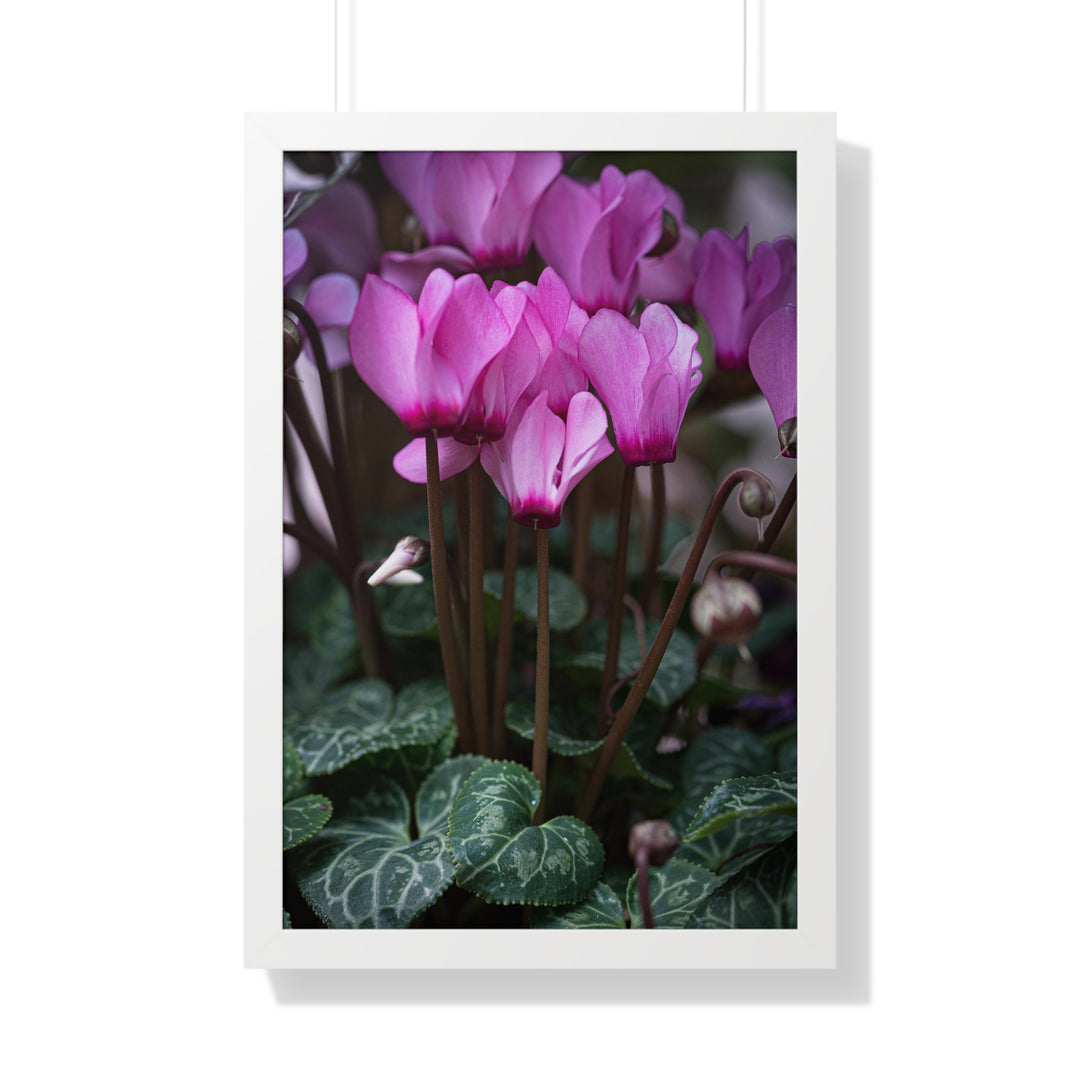 Cyclamen Reach - Framed Print