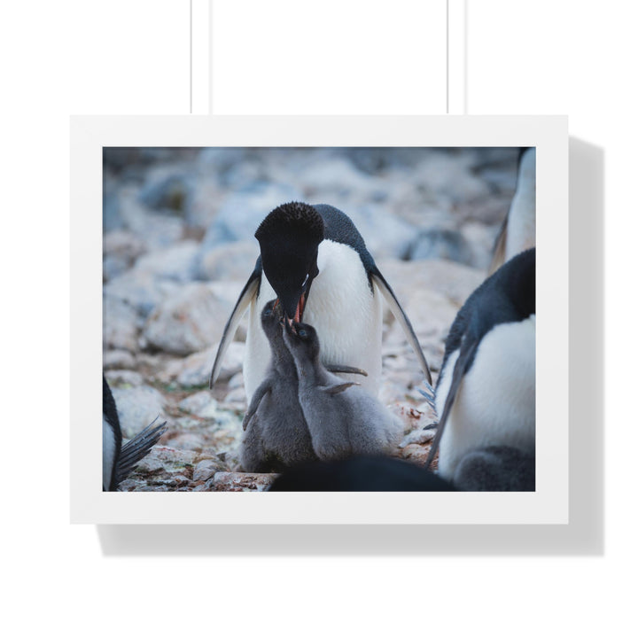 Feeding Time - Framed Print