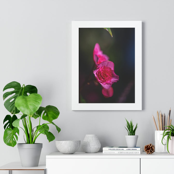Hybrid Tea Rose - Framed Print