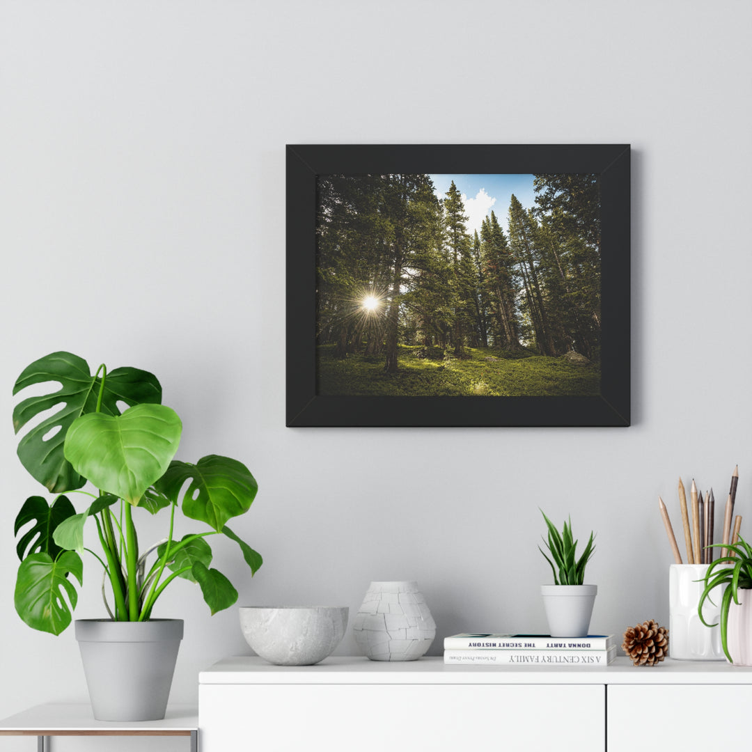 Forest Light - Framed Print